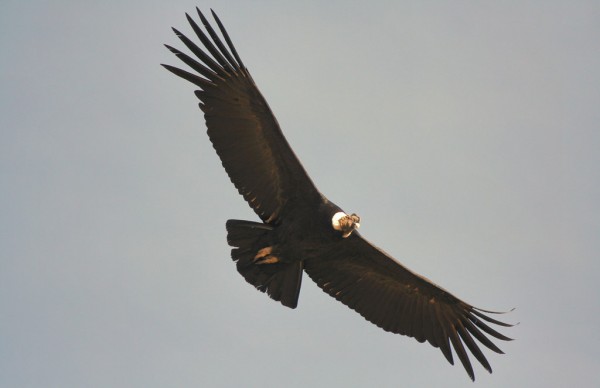 Τα αρπακτικά πτηνά πετούν προς την εξαφάνιση
