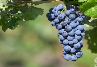 Γαλλία – Μειωμένη η συγκομιδή οινοστάφυλων  