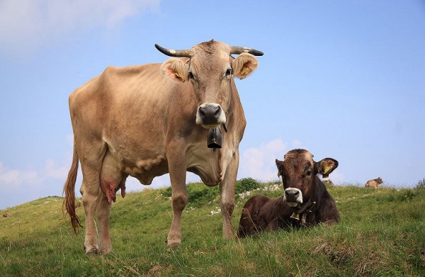 Αναπαραγωγή αγελάδων – Οι επιπτώσεις στην εκτροφή