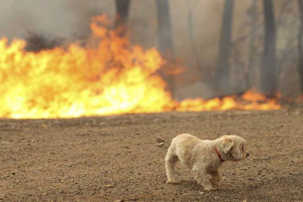 Φωτιές – Δραματικές εικόνες από τραυματισμένα και πληγωμένα ζώα