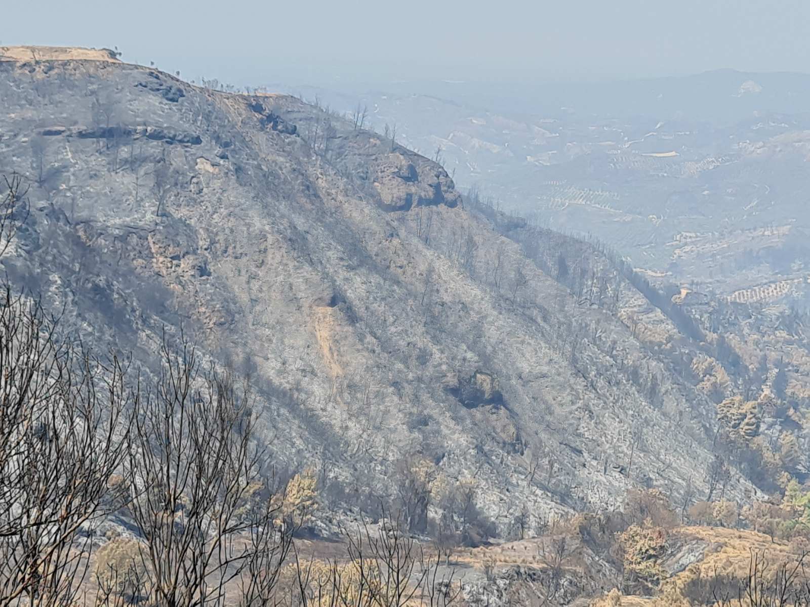 Λέκκας για τις φωτιές - «Σχεδόν μη αναστρέψιμες οι περιβαλλοντικές επιπτώσεις των πυρκαγιών»