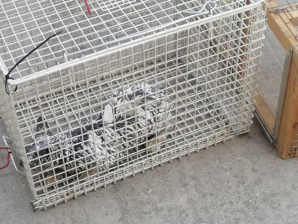 Δάφνη – Φιλοζωική διασώζει γατάκι που έπεσε σε ασβέστη