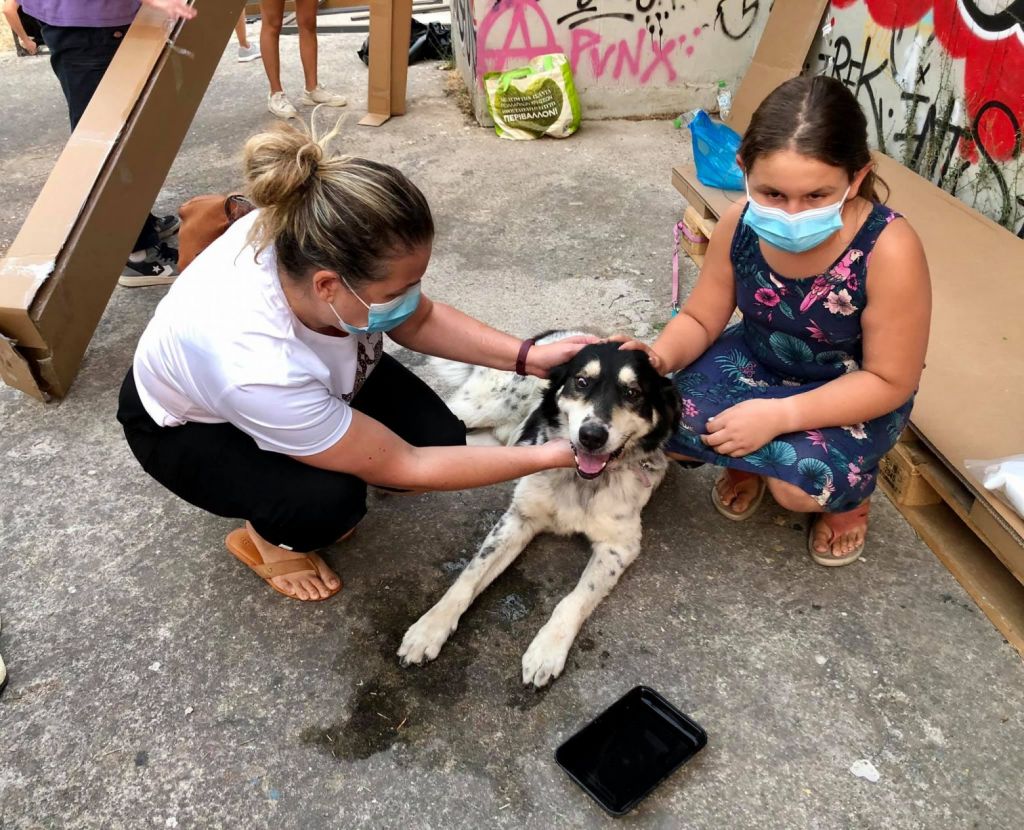 Το in.gr στο παλιό λατομείο Γαλατσίου – Εκατοντάδες πυρόπληκτα ζώα, συγκινητική αλληλεγγύη