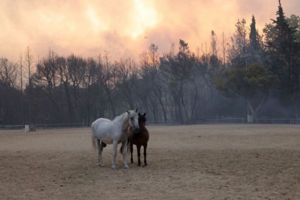 Φωτιά στη Βαρυμπόμπη – Τεράστια κινητοποίηση για τη διάσωση των ζώων