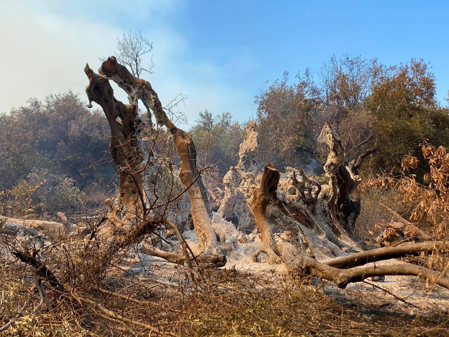 Φωτιά στην Εύβοια: Κάηκε ελιά 2.500 ετών