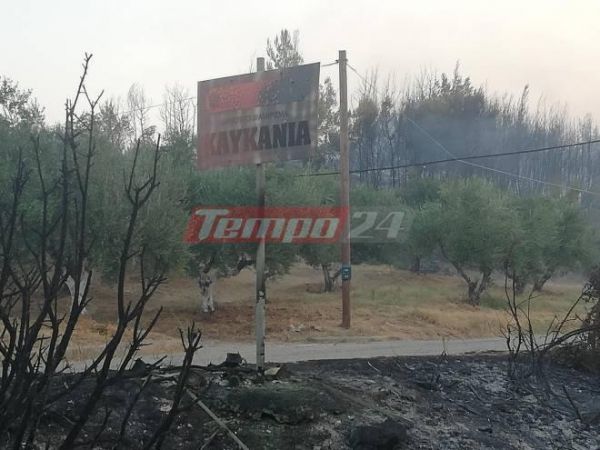 Φωτιά στην Ηλεία – Ανυπολόγιστες καταστροφές – Συγκλονίζει η προσπάθεια να σωθούν ζώα [εικόνες]