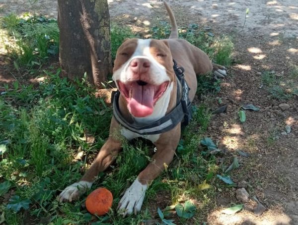 Γαλάτσι – Διαστάσεις παίρνει το θέμα με τον αστυνομικό που σκότωσε σκύλο – Τι λέει η ΓΑΔΑ και ο ιδιοκτήτης του ζώου