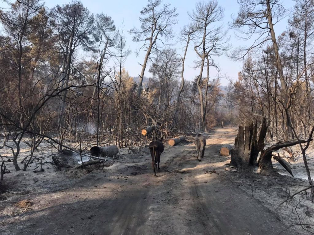 Φωτιά στην Εύβοια – Οι Ranch-Eros περπάτησαν στη φλεγόμενη Εύβοια για να σώσουν τα άλογά τους