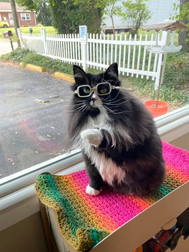 Truffles The Kitty Η γάτα που φοράει γυαλιά για να βοηθήσει παιδιά με