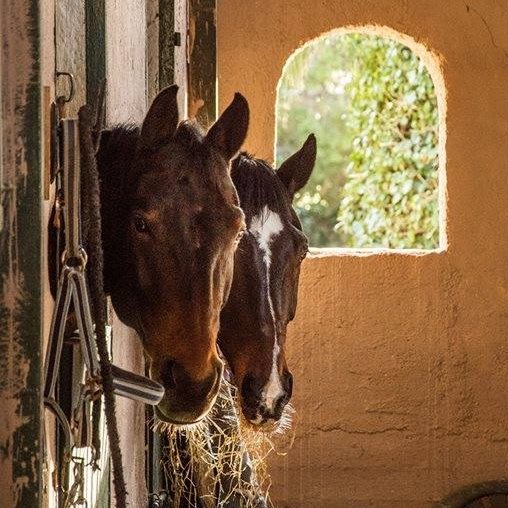 Βαρυμπόμπη – Εκκενώθηκαν οι ιππικοί όμιλοι της περιοχής – Ασφαλή περίπου 300 άλογα