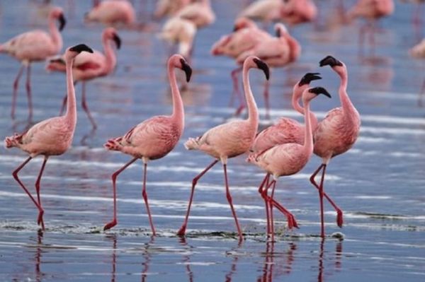 Φλαμίνγκο – Εντυπωσιακές εικόνες από τη στάση των ροζ πουλιών στον Αγιόκαμπο