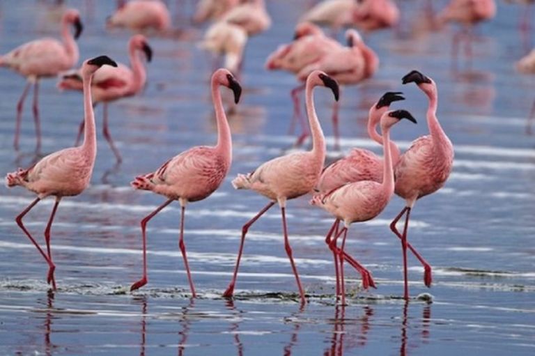 Φλαμίνγκο - Εντυπωσιακές εικόνες από τη στάση των ροζ πουλιών στον Αγιόκαμπο