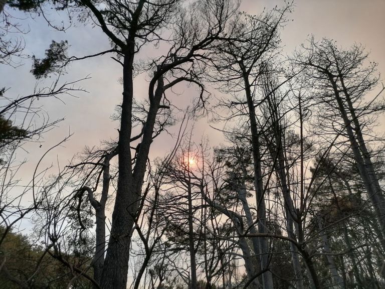 Φωτιά στην Αττική – Θλιβερές εικόνες στο Κρυονέρι – Οδοιπορικό του in.gr στα καμένα