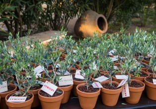 Η «Γη της ελιάς» αρχίζει να καρποφορεί στο MEGA – Είδαμε το πρώτο επεισόδιο