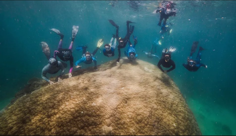 Αυστραλιανό κοράλλι 400 ετών απέκτησε γιγάντιες διαστάσεις