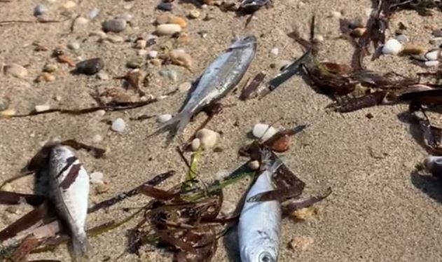 Θεσσαλονίκη - Νεκρά ψάρια «ξεβράζει» η θάλασσα σε παραλία στη Χαλκιδική