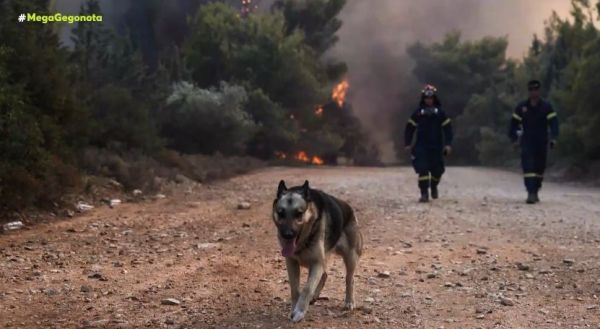 Φωτιές – Ανυπολόγιστες απώλειες σε άγρια και οικόσιτα ζώα