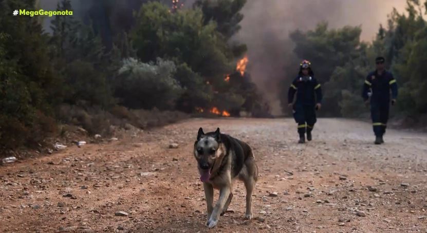Φωτιές - Ανυπολόγιστες απώλειες σε άγρια και οικόσιτα ζώα