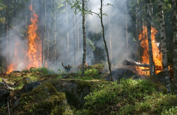 Κομοτηνή – Πυρκαγιά σε δασική έκταση στη Νυμφαία – Επιχειρούν και εναέρια μέσα