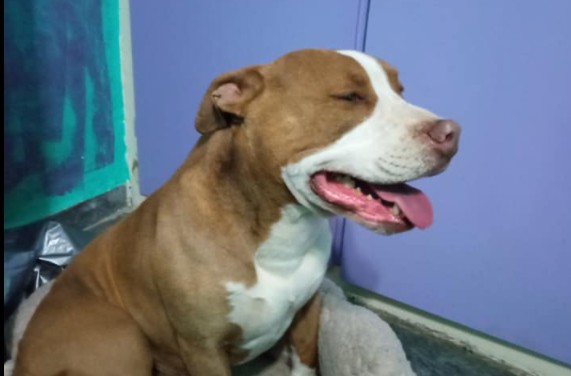 Γαλάτσι – Νέα ανακοίνωση της ΕΛ.ΑΣ για το σκύλο που πυροβολήθηκε θανάσιμα από αστυνομικό – Τι λέει η ιδιοκτήτρια