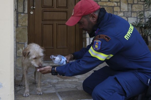 Φωτιά στα Βίλια – Σοκαριστικές εικόνες από τη διάσωση πυρόπληκτου σκύλου