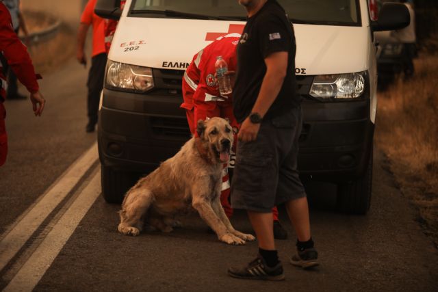 Φωτιά - Πώς μπορούμε να βοηθήσουμε ένα πυρόπληκτο ζώο;