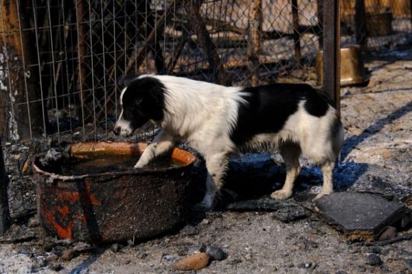 Εθελοντές και πολίτες έσωσαν εκατοντάδες ζώα από τον πύρινο όλεθρο