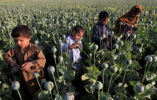 Αφγανιστάν – Οι τεράστιες ποσότητες οπίου, οι υποσχέσεις των Ταλιμπάν και τα κέρδη-μαμούθ από τα ναρκωτικά