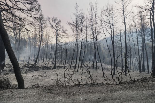 Φωτιά στην Εύβοια - «Δεν έχει μείνει ένα πεύκο, καταστραφήκαμε οικονομικά», λέει ο κοινοτάρχης Κουρκουλών