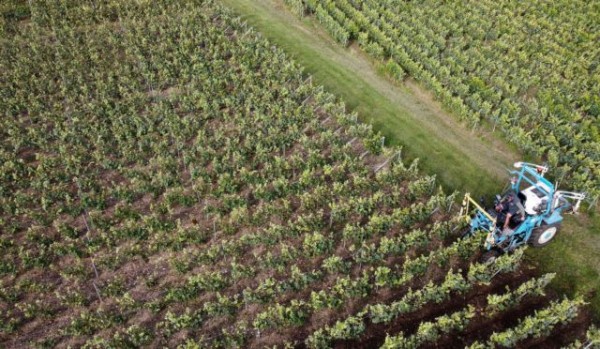 Κλιματική αλλαγή – Ξηρασία στη Γαλλία, κρασί στην Ολλανδία