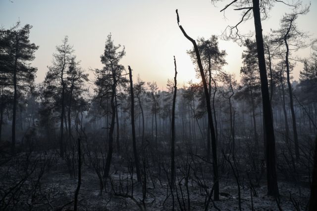 Γιατί κάηκε η Εύβοια – Ο συνδυασμός παραγόντων που προκάλεσε την καταστροφή