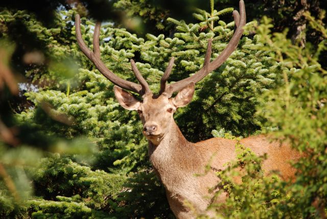 Φωτιά στην Αττική – Η ΑΝΙΜΑ εξηγεί αν υπήρξαν καμένα ελάφια