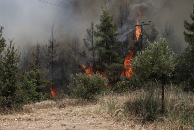 Φωτιά στην Εύβοια - Απελπιστική η κατάσταση στη Λίμνη - Τα πάντα έχουν  παραδοθεί στις φλόγες | in.gr