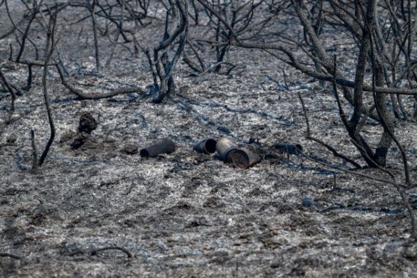 Φωτιές – Τεράστια η καταστροφή στους ελαιοπαραγωγούς στην Ηλεία