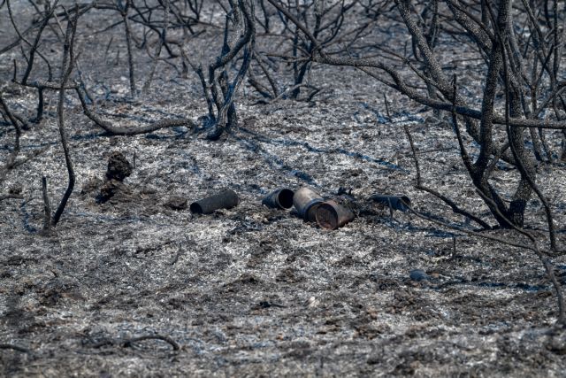 Φωτιές – Τεράστια η καταστροφή στους ελαιοπαραγωγούς στην Ηλεία
