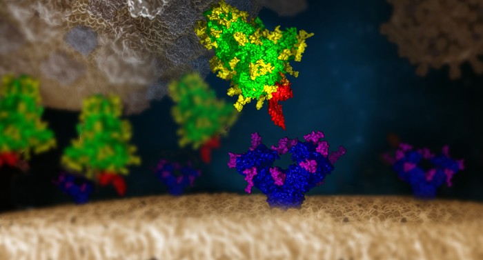 Κοροναϊός - Φυσικό μπλόκο από δυο πρωτεΐνες του οργανισμού μας