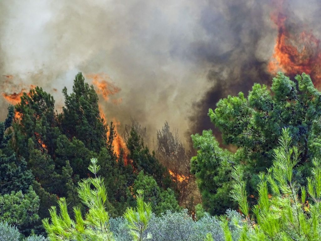 Πυρκαγιά καίει πευκοδάσος στην Κόνιτσα