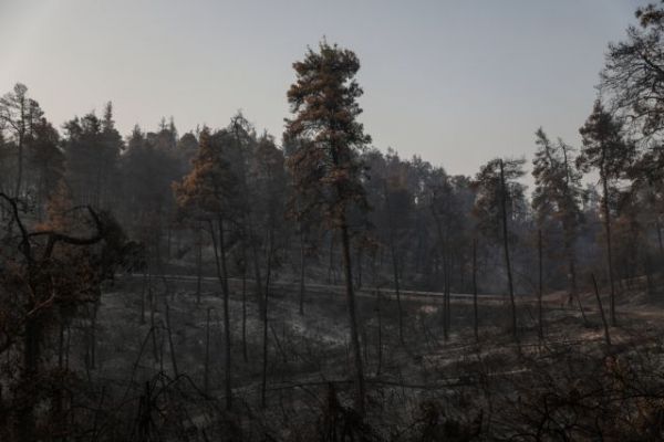 Κορκίδης – Oι πυρκαγιές δημιούργησαν «εγκαύματα» στην οικονομία και έβαλαν φωτιά στον προϋπολογισμό