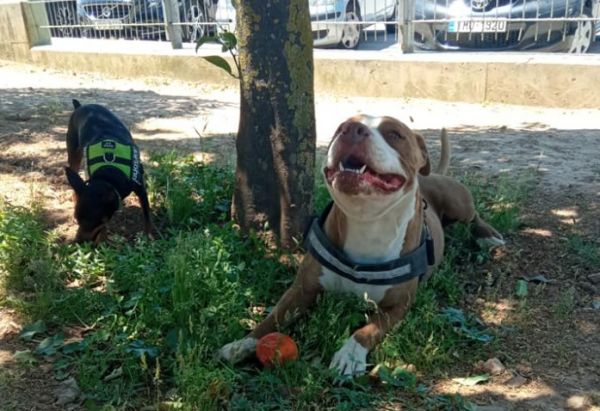 Γαλάτσι – Σάλος με τον θάνατο σκύλου από αστυνομικό – Το ξέσπασμα της ιδιοκτήτριας και η εκδοχή της ΕΛ.ΑΣ