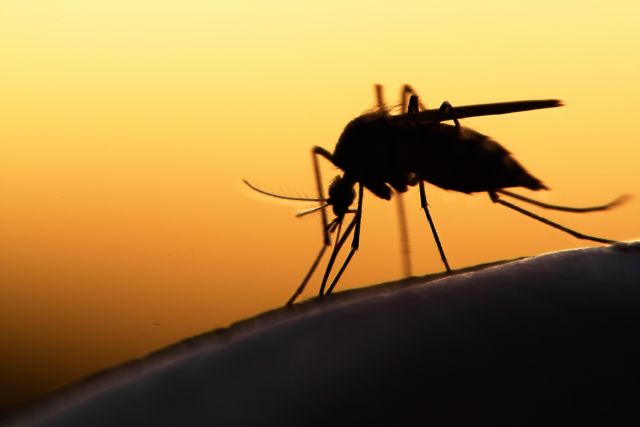 Τσίμπημα από κουνούπι - Έτσι θα το κάνετε να «εξαφανιστεί» άμεσα