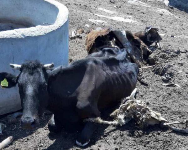 Νάξος – Εικόνες σοκ με νεκρά και υποσιτισμένα ζώα