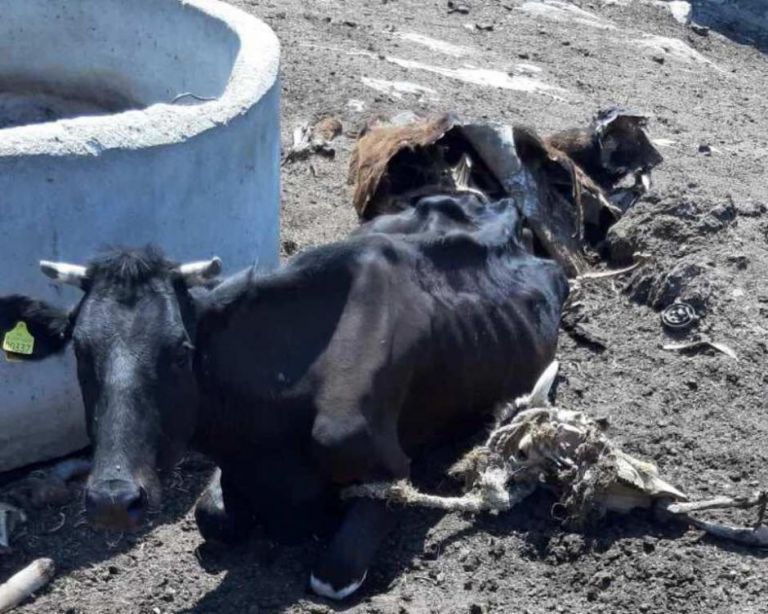 Νάξος – Εικόνες σοκ με νεκρά και υποσιτισμένα ζώα