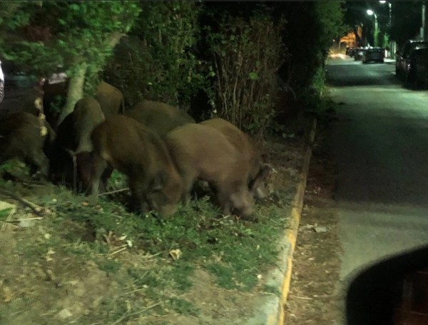 Σάλος με απόφαση του Δασαρχείου Πεντέλης – Καλεί σε κυνήγι αγριογούρουνου μέσα στα καμένα