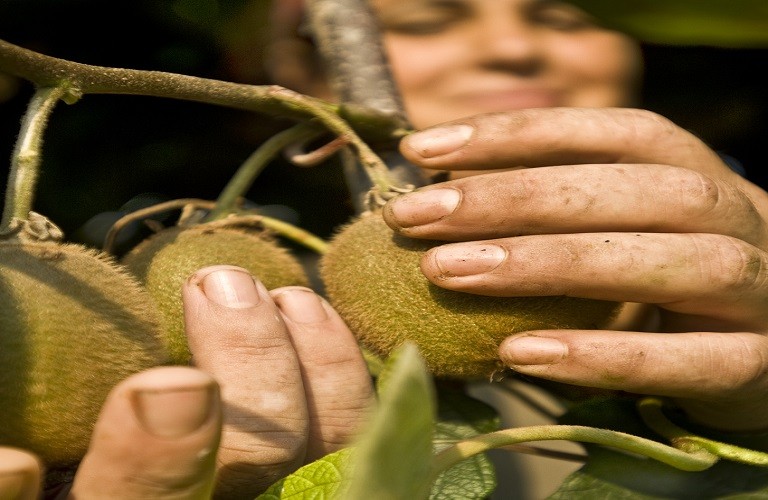 Παράνομες «κοπές» ακτινιδίων οδηγούνται σε εξαγωγή