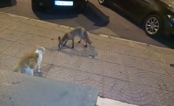 Ωραιόκαστρο – Αλεπού έψαχνε τροφή και «έκοβε βόλτες» έξω από μπαρ