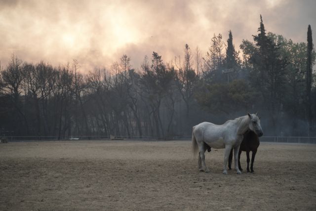 Φωτιά στη Βαρυμπόμπη – 253 άλογα μεταφέρθηκαν με ασφάλεια στο Μαρκόπουλο - Μεγάλη κινητοποίηση για τη διάσωση των ζώων