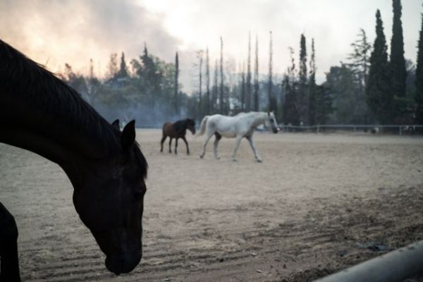 Φωτιά στη Βαρυμπόμπη – Περίπου 250 άλογα μεταφέρθηκαν στο Μαρκόπουλο – Βρέθηκαν και τα 5 αγνοούμενα
