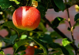 Μηλιά – Επαναληπτικές επεμβάσεις για Καρπόκαψα