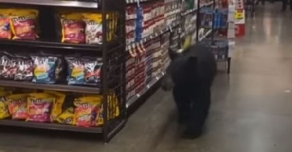 Λος Άντζελες – Αρκούδα πήγε για «ψώνια» σε σούπερ μάρκετ αλλά έφυγε άπραγη