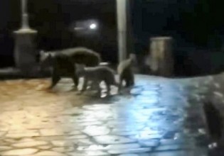 Δίκορφο – Αρκούδα βγήκε νυχτερινή βόλτα στο χωριό μαζί με τα μικρά της